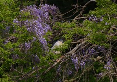 サギのコロニ-の様子