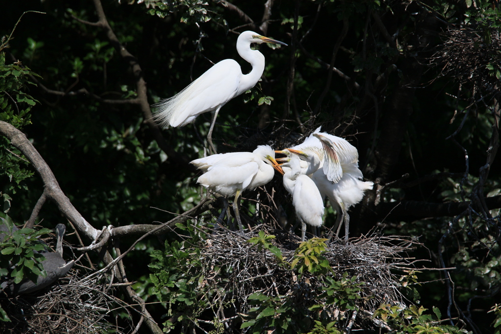 サギのコロニ-の様子