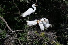 サギのコロニ-の様子