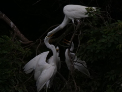 サギのコロニ-の様子