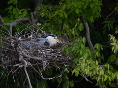 サギのコロニ-の様子