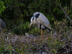 サギのコロニ-の様子