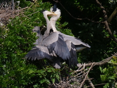 サギのコロニ-の様子