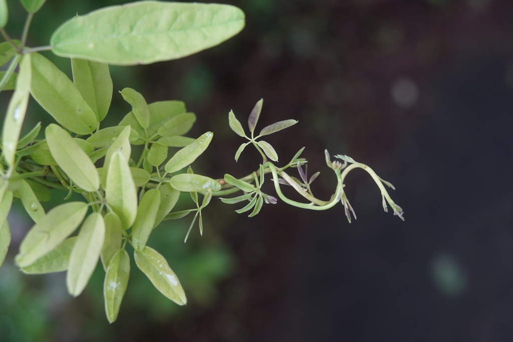 LENSBABY TRANSFORMER