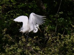 サギのコロニ-の様子