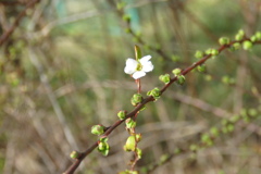 サギのコロニ-の様子