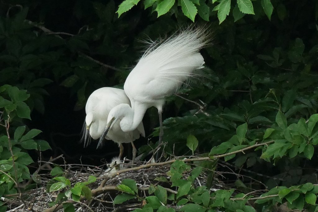 サギのコロニ-の様子
