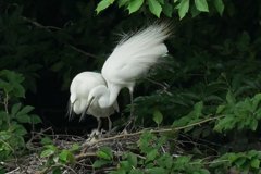 サギのコロニ-の様子