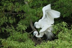 サギのコロニ-の様子（恋の季節）