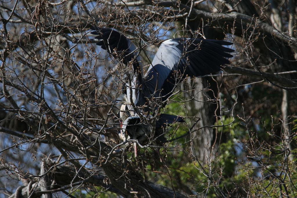 サギのコロニーの様子