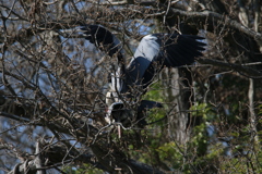 サギのコロニーの様子