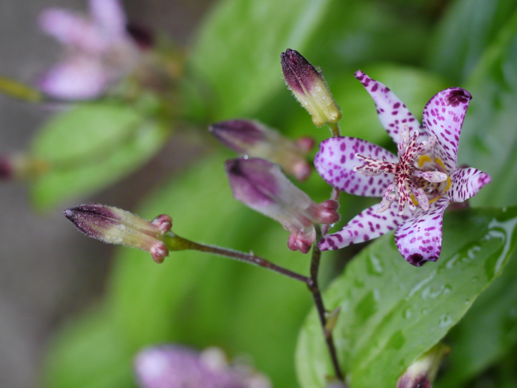 EL-NIKKOR 50mm　試写