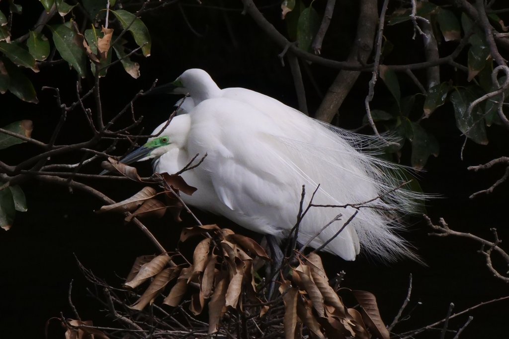 サギのコロニ-の様子