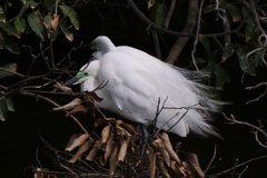 サギのコロニ-の様子