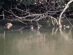 サギのコロニーの様子