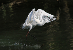 サギのコロニ-の様子