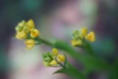 Lensbaby ソフトレンズ Velvet 56 56mm