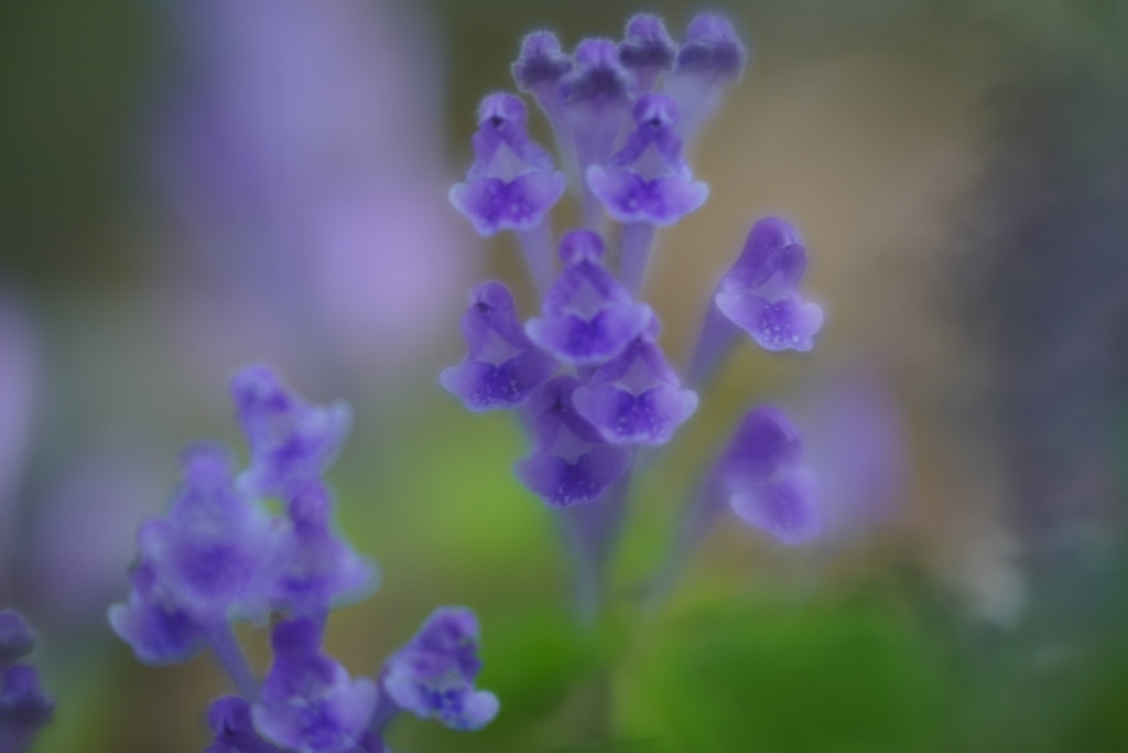 Lensbaby ソフトレンズ Velvet 56 56mm