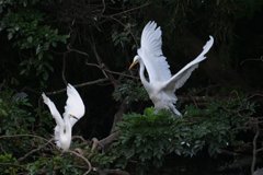 サギのコロニ-の様子