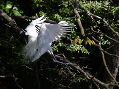 サギのコロニ-の様子