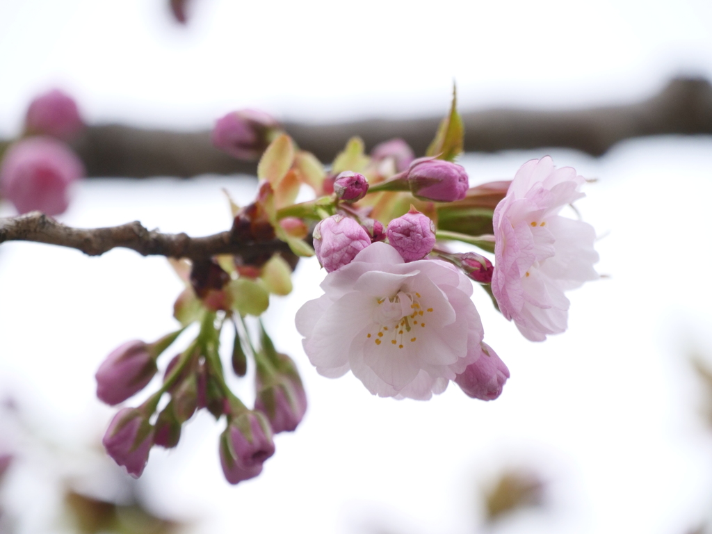 染井吉野で無い桜