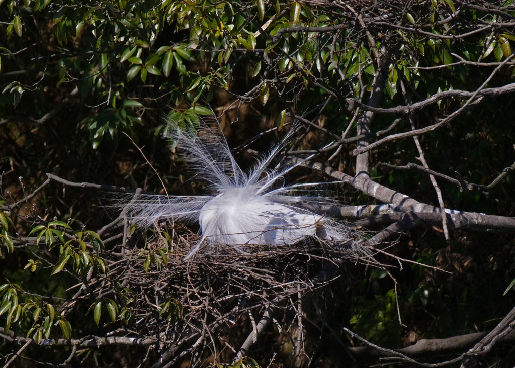 サギのコロニ-の様子