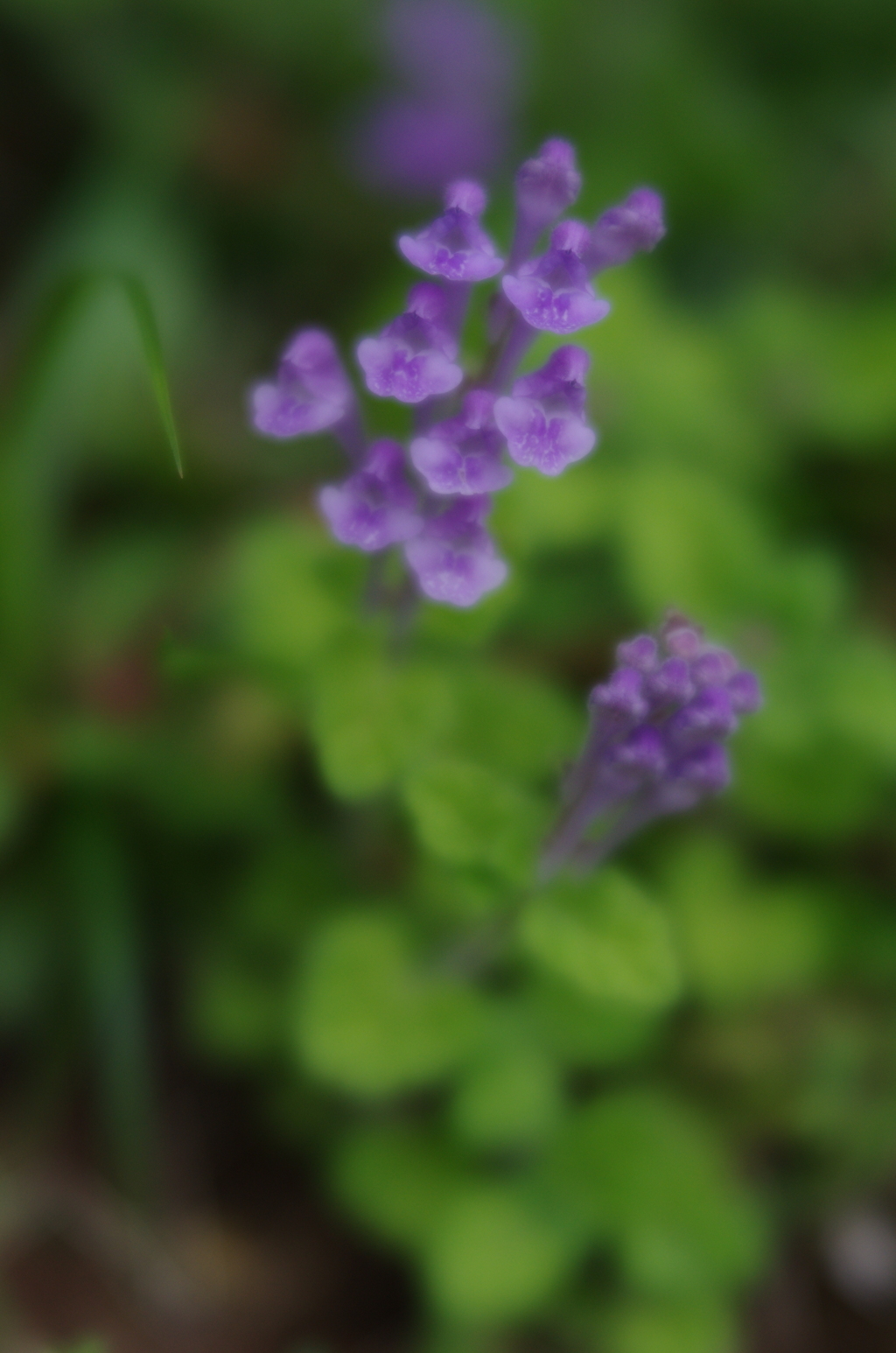 Lensbaby  Velvet 56