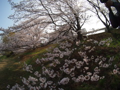 家の近くの桜並木