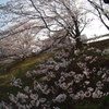 家の近くの桜並木
