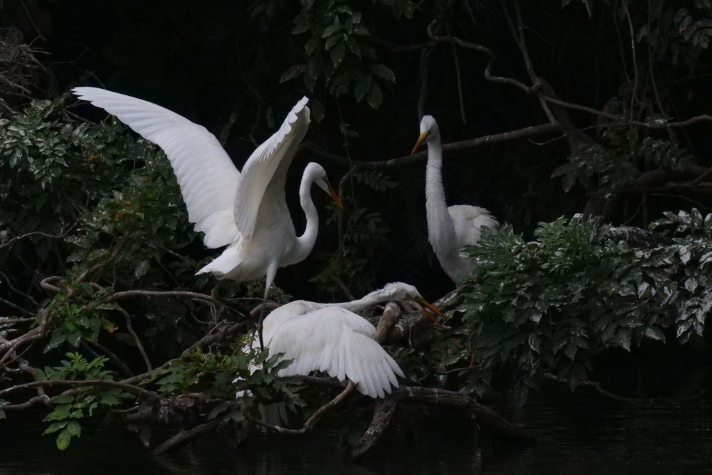 サギのコロニ-の様子
