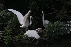 サギのコロニ-の様子