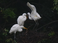 サギのコロニ-の様子