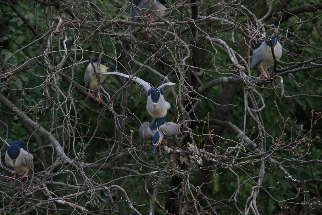 サギのコロニーの様子