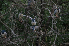 サギのコロニーの様子