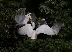 サギのコロニ-の様子