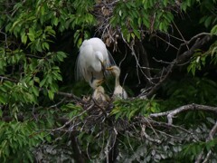 サギのコロニ-の様子