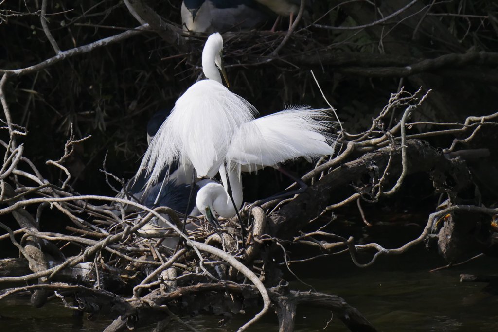 サギのコロニ-の様子