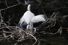 サギのコロニ-の様子