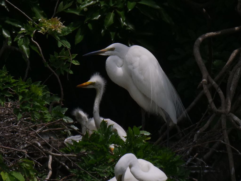 サギのコロニ-の様子