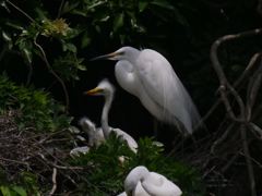 サギのコロニ-の様子