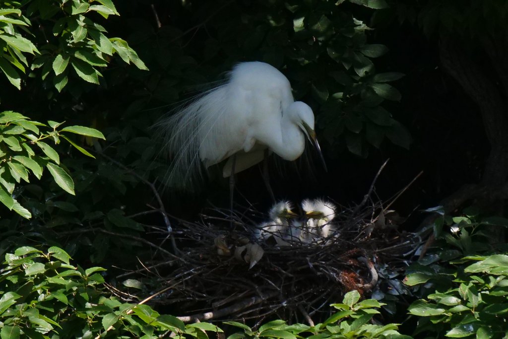 サギのコロニ-の様子