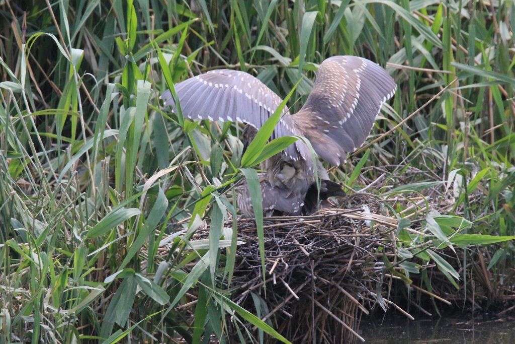 サギのコロニ-の様子