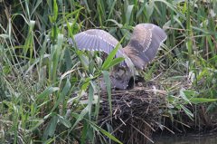 サギのコロニ-の様子