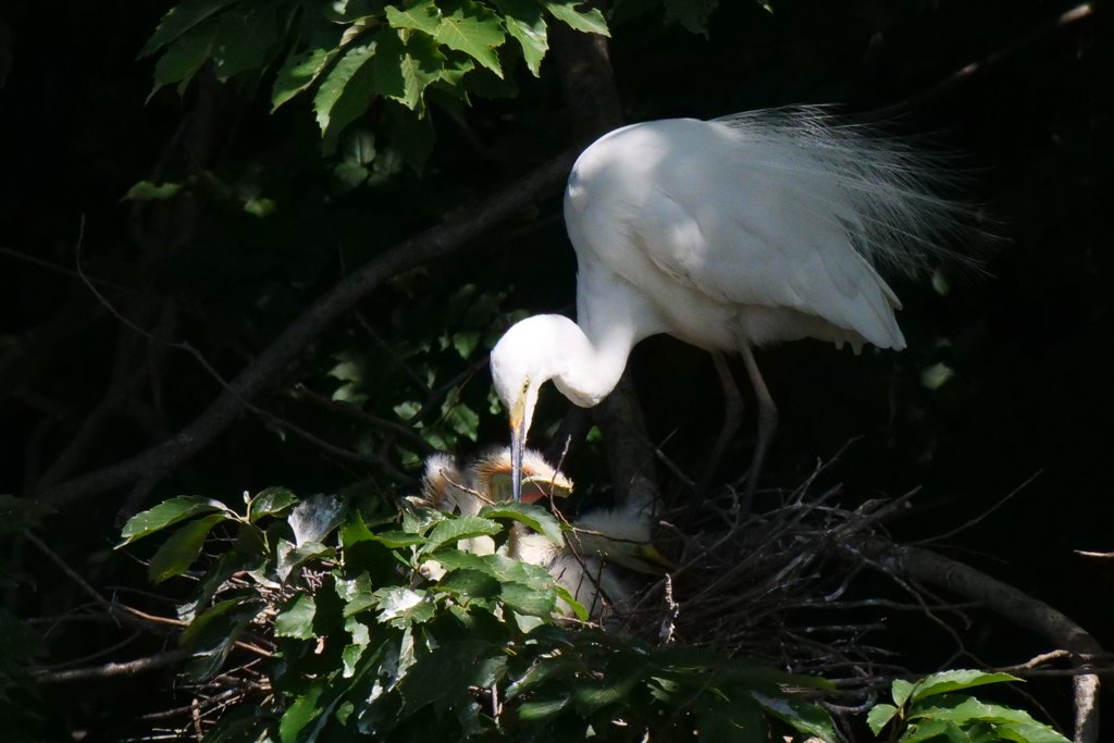 サギのコロニ-の様子