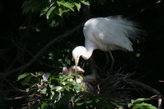 サギのコロニ-の様子