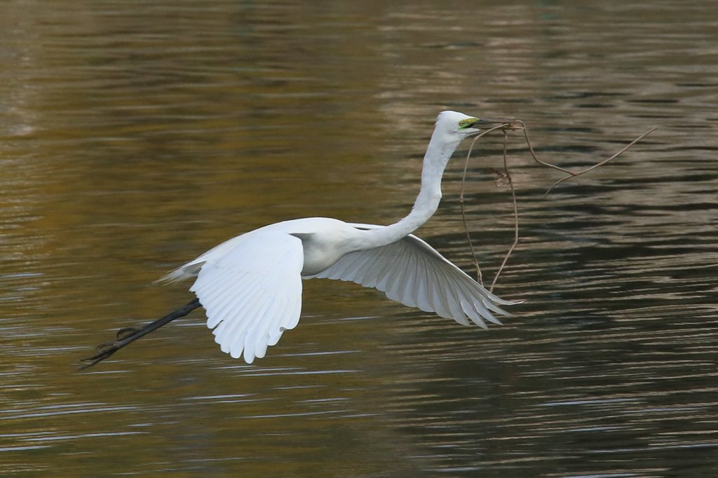 サギのコロニ-の様子