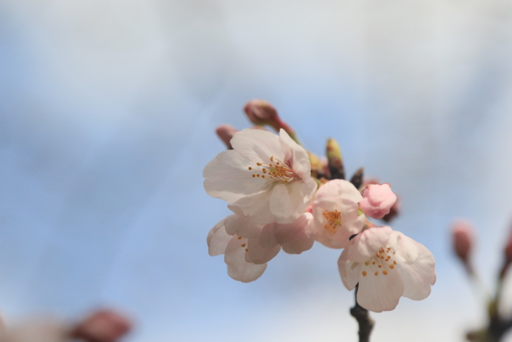 家の近くの桜