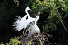 ダイサギ