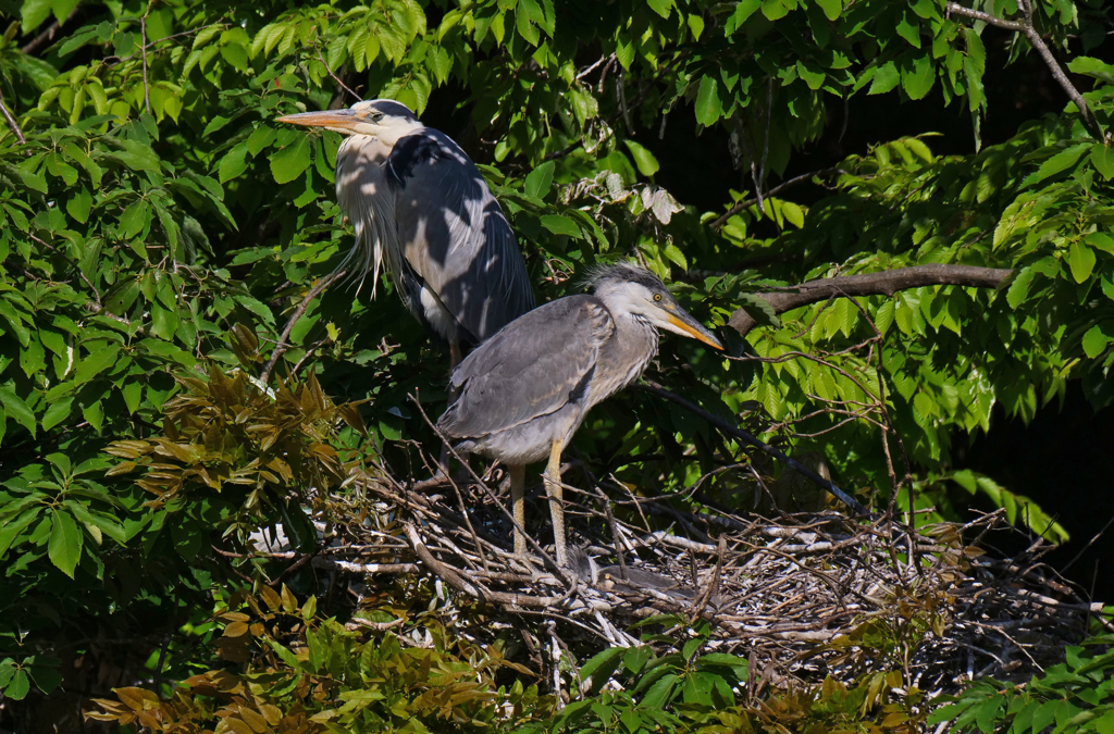 サギのコロニ-の様子
