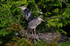 サギのコロニ-の様子